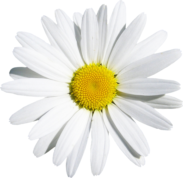 Ромашка на белом фоне