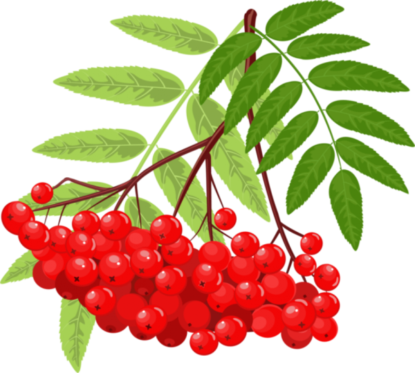 Кисть Рябинки гроздь Калинки