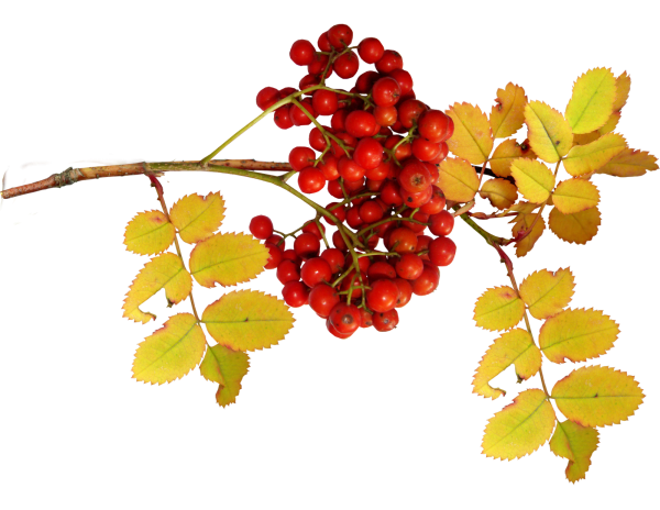 Ветка рябины