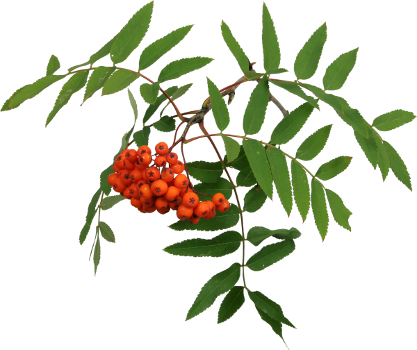 Рябина на белом фоне