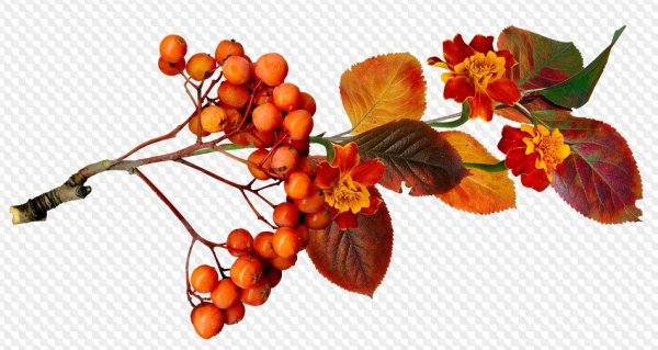 Осенняя ветка на белом фоне