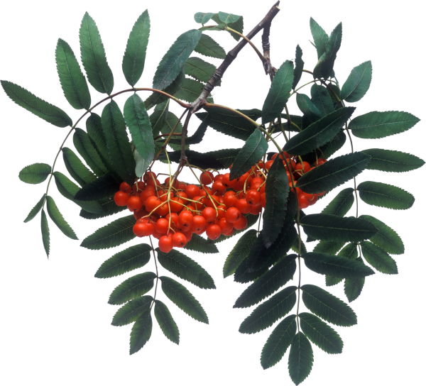 Ветка рябины