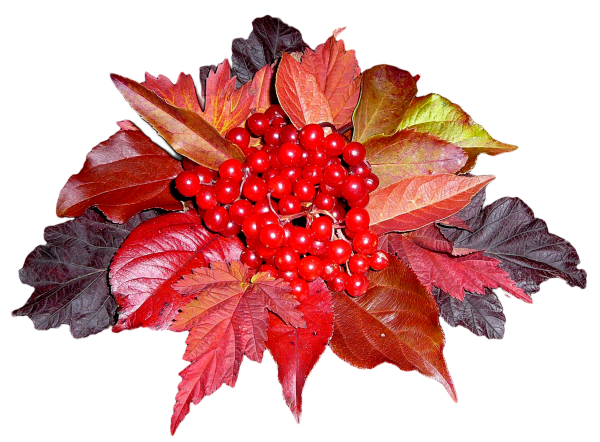 Осенний букет из листьев и рябины