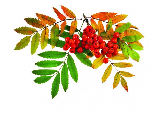 Рябинка на белом фоне