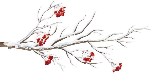 Ветки в снегу на прозрачном фоне