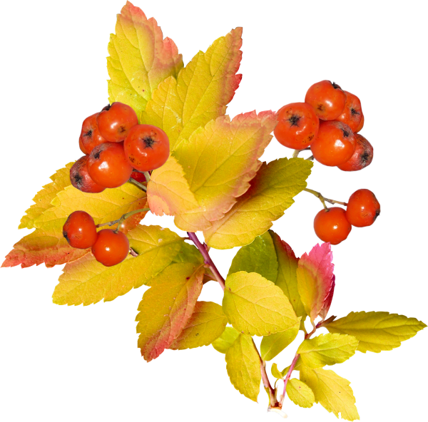 Клипарт осень на прозрачном фоне
