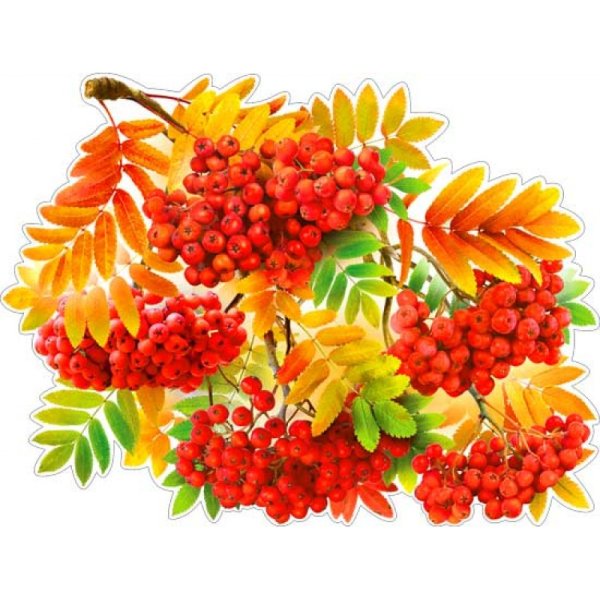 Осенняя ветка рябины