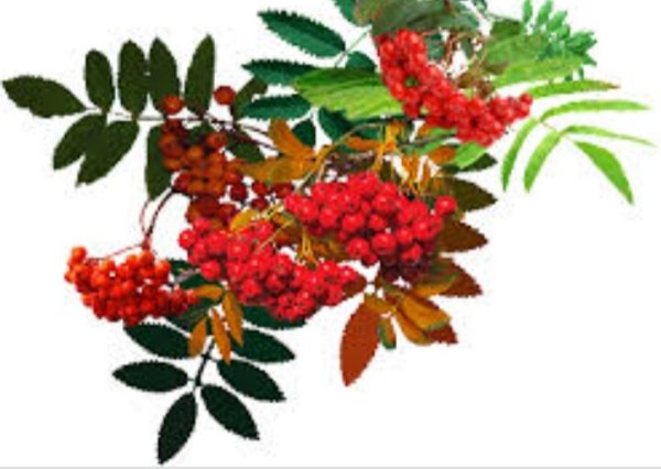 Рябина гиф на прозрачном фоне