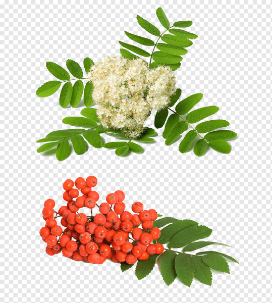 Рябина обыкновенная на белом фоне