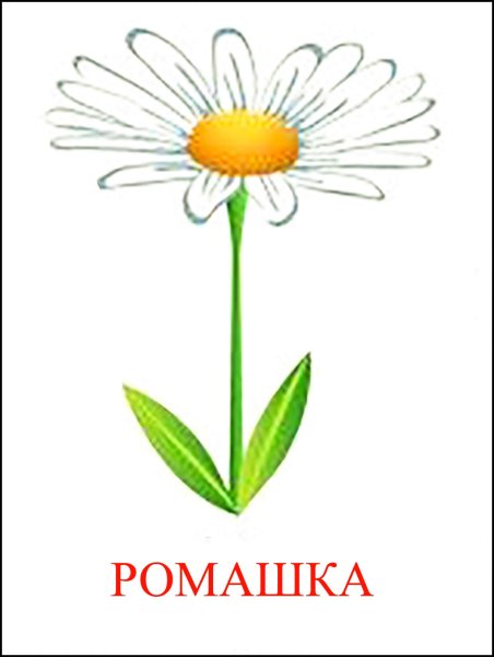 Ромашка карточка для детей