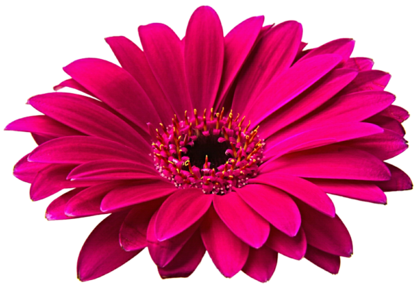 Красивые яркие одиночные цветы