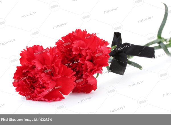 Гвоздики с черной лентой