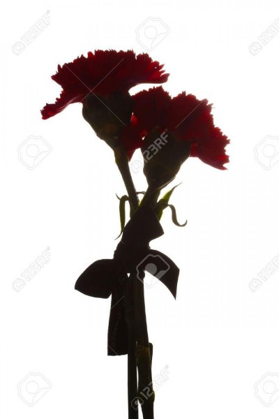 Две гвоздики траурные