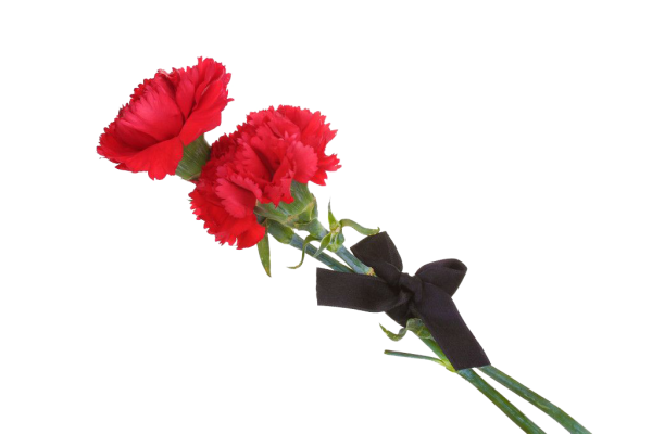 Гвоздики похоронные цветы