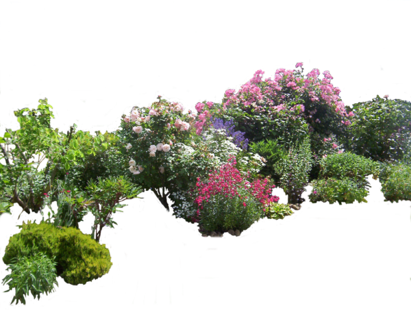 Кустарник на прозрачном фоне