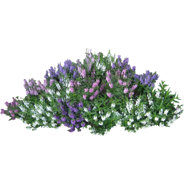 Вереск чабрец