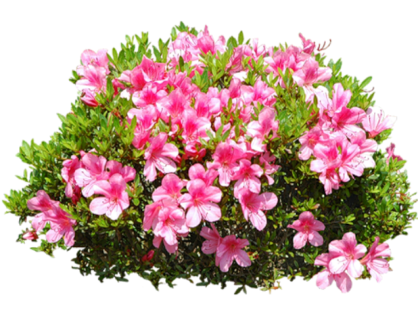 Цветы в клумбе без фона