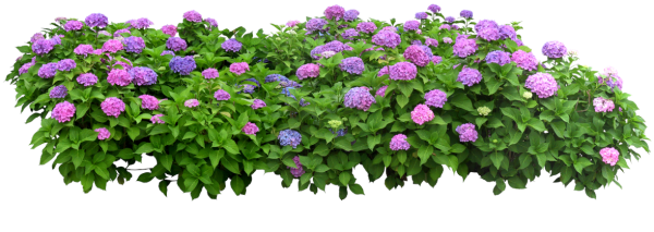 Гортензия куст на белом фоне