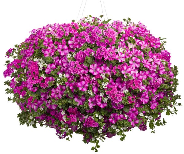 Вербена Обриета