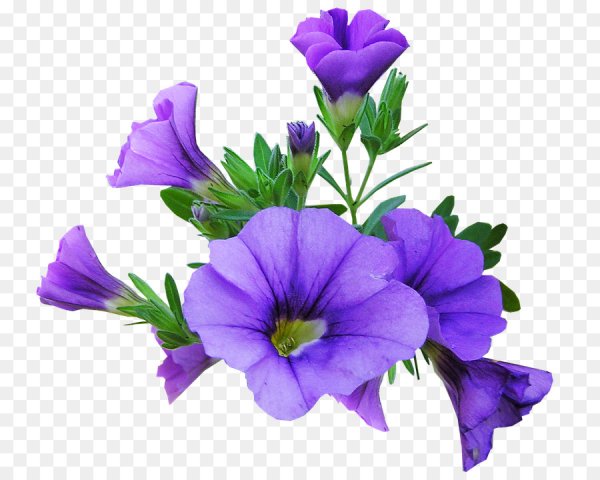 Петуния символ