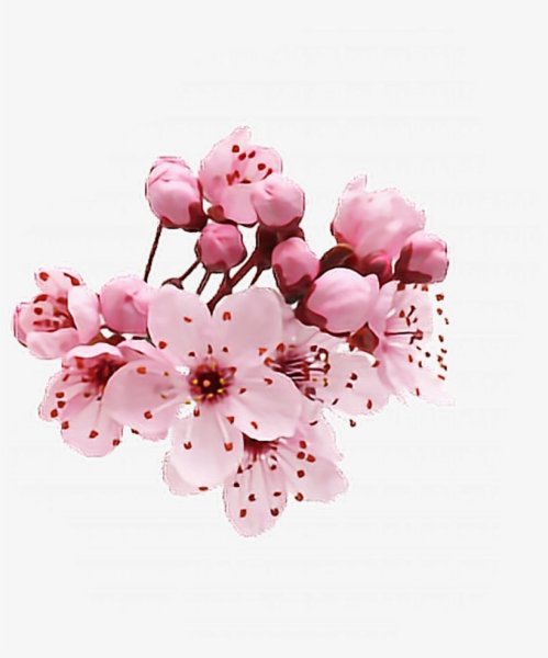 Сакура отдушка