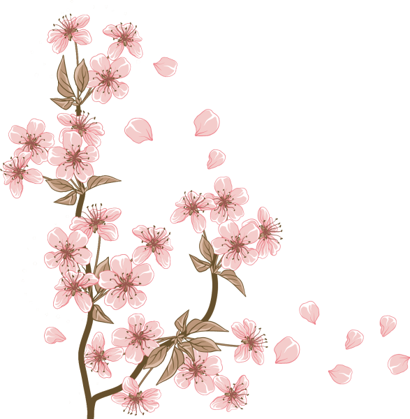 Черри блоссом Gyu