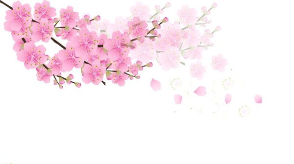 Сакура на белом фоне