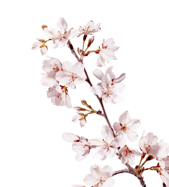 Черри блоссом на прозрачном фоне