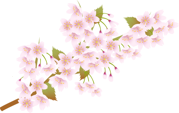 Сакура без фона