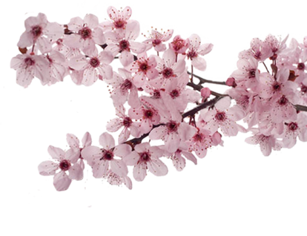 Черри блоссом на белом фоне