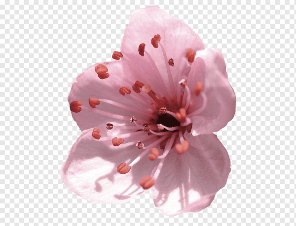 Цветок Сакуры на прозрачном