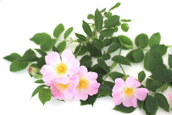 Веточка шиповника