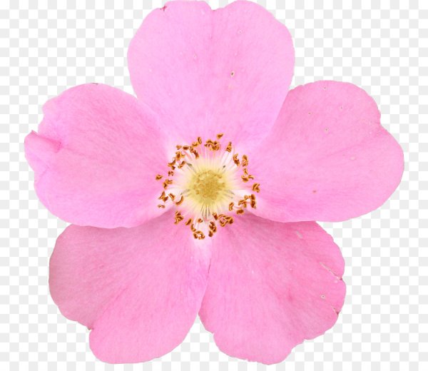 Цветок шиповника на белом фоне