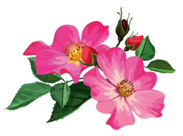 Шиповник мультяшный