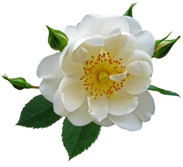 Шиповник цветы