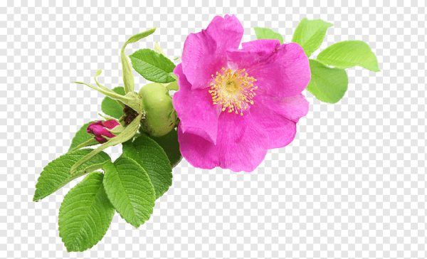 Цветок шиповника на белом фоне