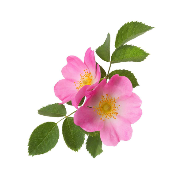 Цветок шиповника на белом фоне
