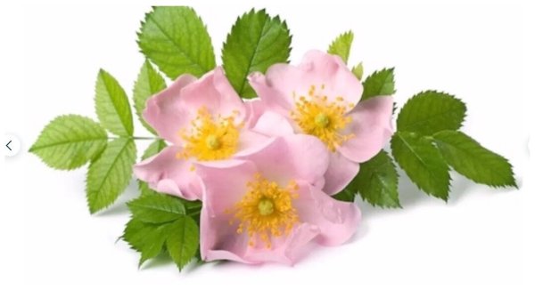 Шиповник цветы