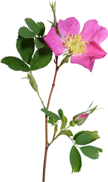 Стебель шиповника