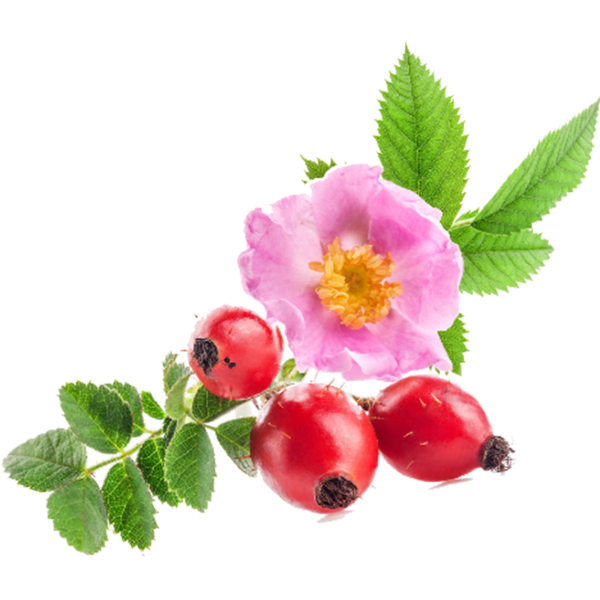 Шиповник на прозрачном фоне