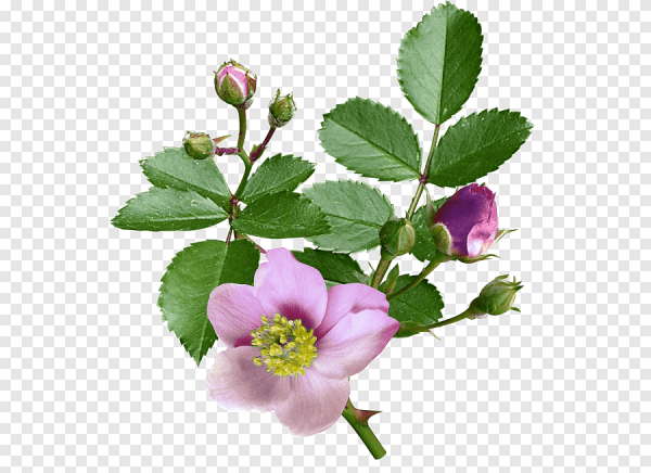 Ветка шиповника с кустом