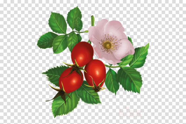 Шиповник для детей