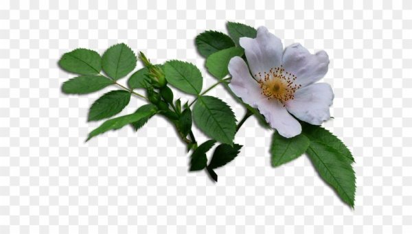 Шиповник без фона