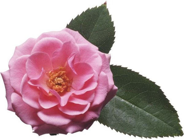 Цветок шиповника на белом фоне