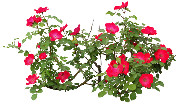 Куст розы на прозрачном фоне