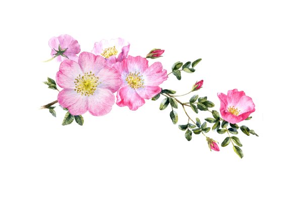 Цветок шиповника на белом фоне