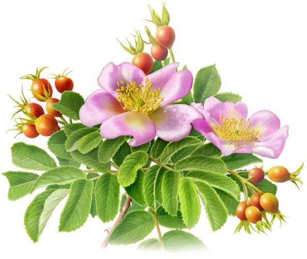 Куст шиповника для детей