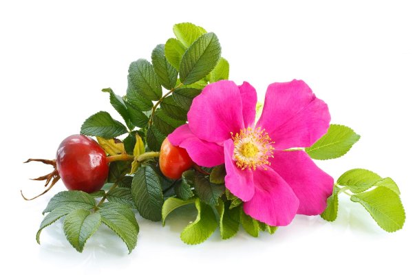 Шиповник на белом фоне