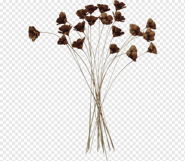 Засушенные цветы