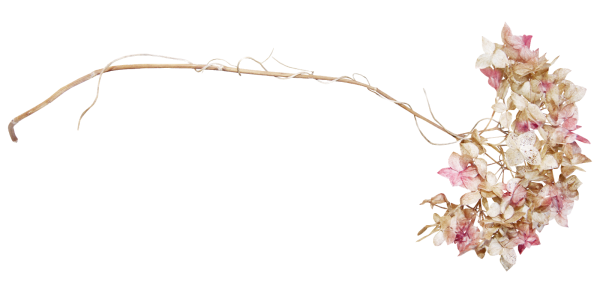 Сухоцветы на прозрачном фоне